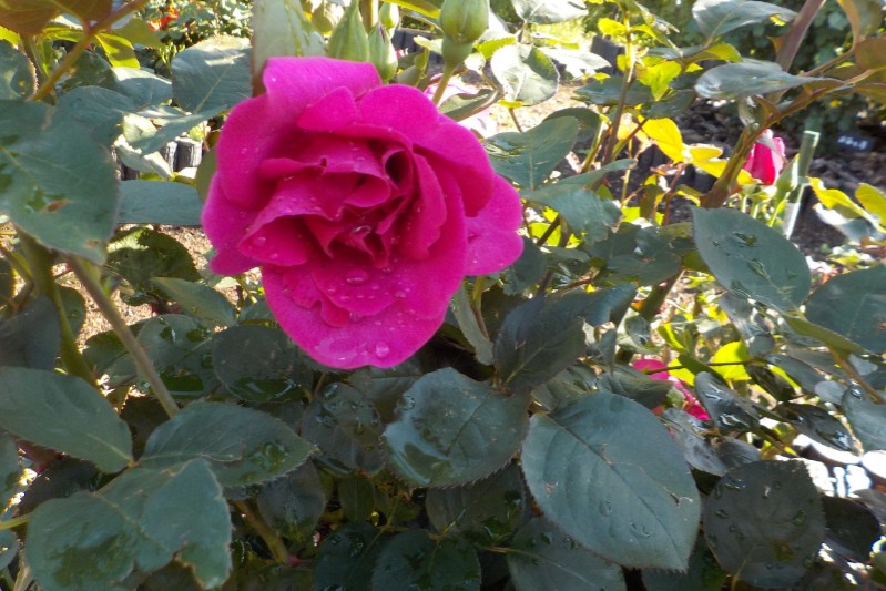 埼スタ花図鑑 風薫る5月は薔薇が美しい 美園人 みそのびと