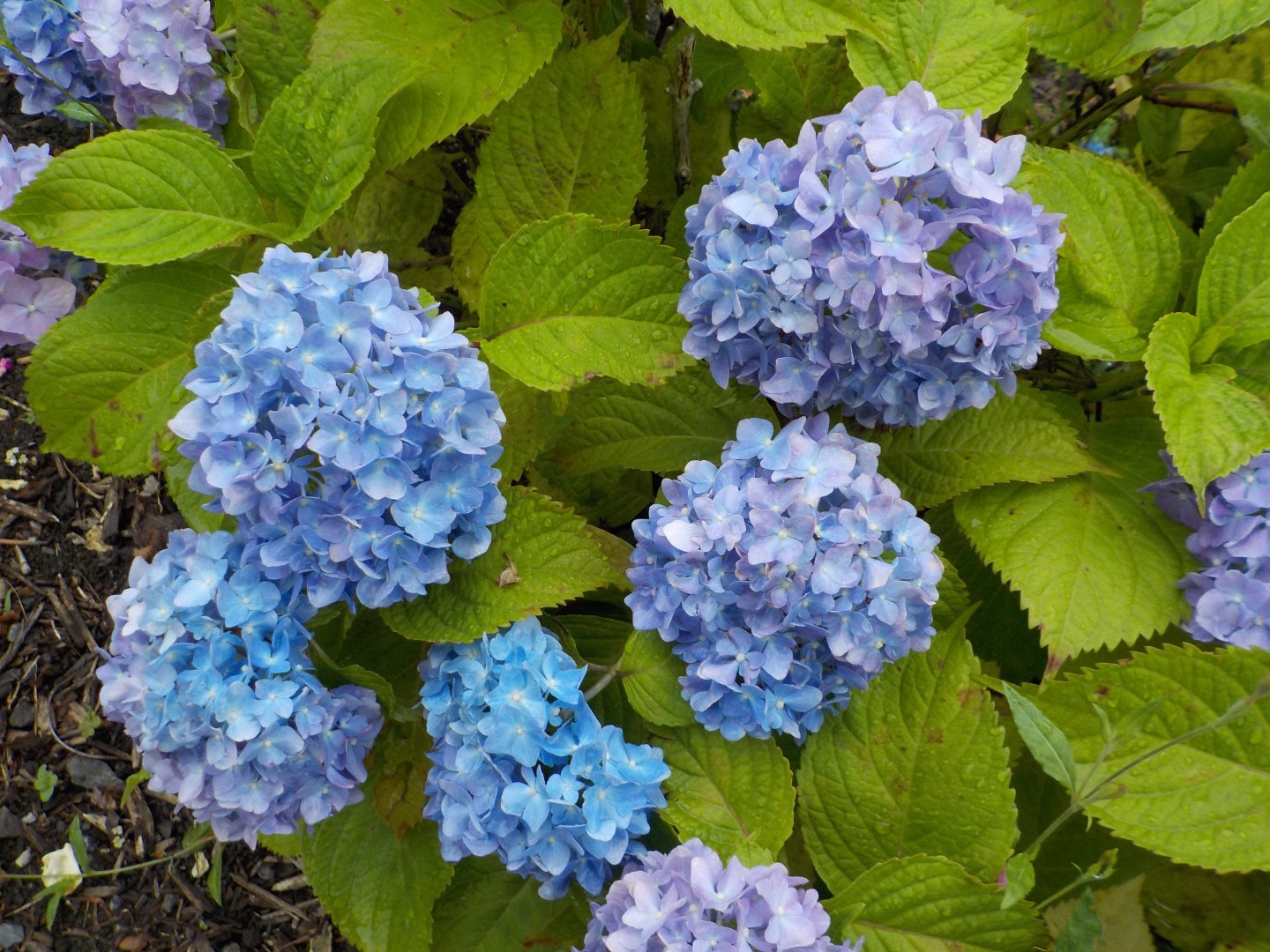 埼スタ花図鑑 6月は梅雨空を彩る紫陽花に癒されて 美園人 みそのびと
