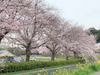 春を満喫！浦和美園駅から日本一の「見沼田んぼの桜回廊」に出かけよう！さいたま隠れお花見スポット紹介